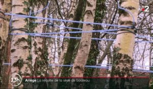 Ariège : la récolte de la sève de bouleau débute avec quelques semaines d’avance