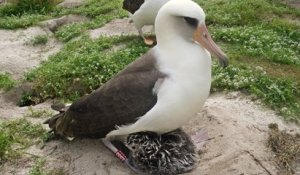 Hawaï : l'albatros le plus vieux du monde, âgé de 70 ans, a donné naissance à un petit