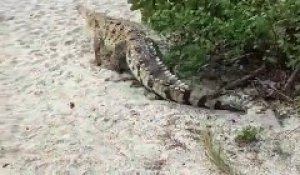 Quand un crocodile énorme surgit sur une plage sous les yeux des touristes