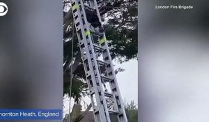 Un chat descend tout seul une échelle de pompier pour descendre d'un arbre