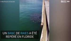 Un énorme banc de raies repéré dans les eaux de Floride