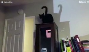 Ce chat adore attraper sa propre queue
