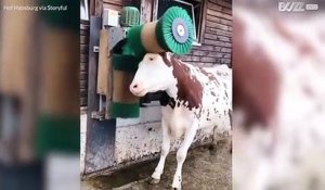 Cette vache adore se faire brosser
