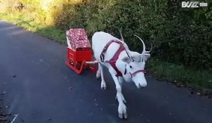 Un renne blanc apporte les cadeaux de Noël en Allemagne
