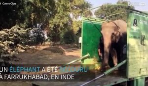 Cet éléphant est secouru après 40 ans de captivité