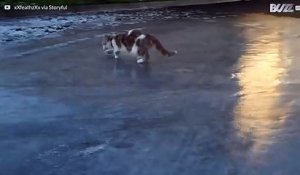 Ce chat marche sur la glace pour la toute première fois