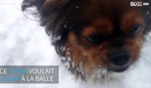 Un maître trompe son chien en jouant à la balle avec des boules de neige