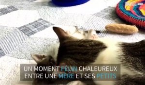 Cette maman chat toilette ses petits