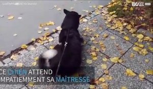 Ce chien attend sa maîtresse à l'arrêt de bus, sa réaction est adorable!