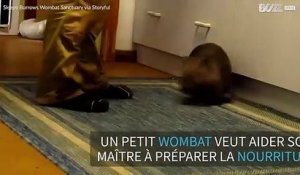 Un petit wombat veut aider à cuisiner