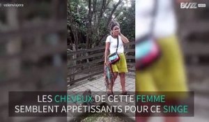 Un Gorille Sauve Un Bebe Gorille D Une Bagarre Sur Orange Videos