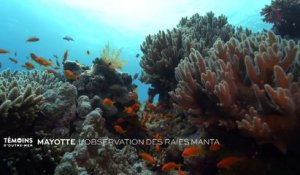 Mayotte - L'observation des raies manta