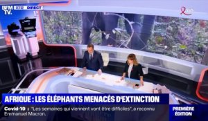 Afrique: les éléphants menacés d'extinction - 26/03