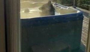 Un ours s'invite dans le jacuzzi d'un résident