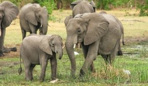 Selon l'UICN, les éléphants d'Afrique sont en danger critique d'extinction