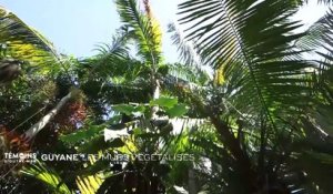 Guyane - Les murs végétalisés