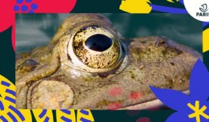 Brèves de nature sauvage à Paris : la grenouille verte