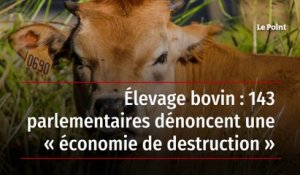 Élevage bovin : 143 parlementaires dénoncent une « économie de destruction »