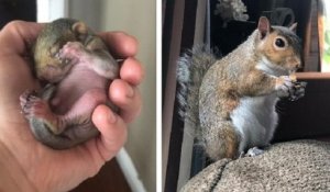 Une Américaine a sauvé un bébé écureuil abandonné et lui a offert une nouvelle vie