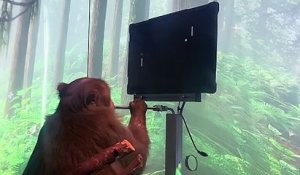 Ce singe joue à un jeu vidéo par la pensée grâce à la technologie Neuralink développée par Elon Musk