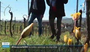 Alsace : un village viticole se mobilise pour sauver ses tulipes sauvages