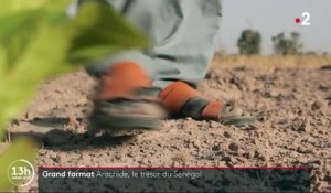 Sénégal : l'arachide victime de son succès