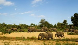 Afrique du Sud : un braconnier présumé, chassant des rhinocéros, est mort piétiné par un troupeau d'éléphants