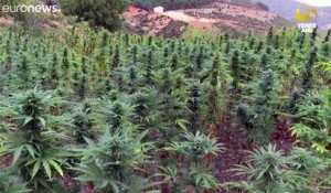 Le Maroc sur la voie du cannabis médical : les cultivateurs entre soulagement et inquiétude