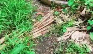 Un paresseux passe devant un anaconda
