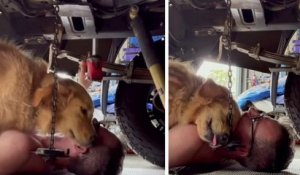 En pleine mécanique sous sa voiture, il se fait interrompre par son chien... qui veut juste un câlin
