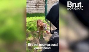 Chats et chiens, ces partenaires qui apportent du réconfort au quotidien