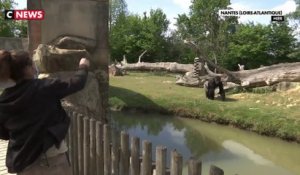 Calendrier de réouverture : mécontentement au zoo