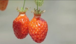 Santé - Offrez-vous une cure de fraises !