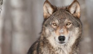 Un loup solitaire a été aperçu près de Lyon, une première depuis plus de 100 ans