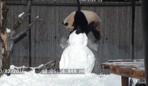 Cet adorable panda géant s'amuse avec un bonhomme de neige !