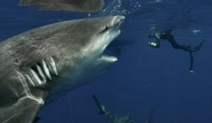 Un plongeur croise un requin démesuré en Floride et immortalise l'animal avec des clichés bluffants