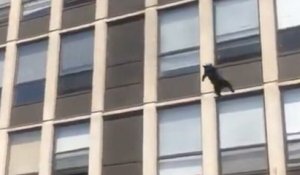 Ce chat saute du cinquième étage d'un immeuble en flammes et atterrit de manière spectaculaire dans l'herbe