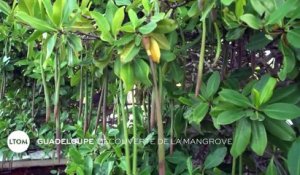 Guadeloupe - Découverte de la mangrove