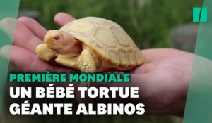 Une tortue géante des Galapagos albinos nait dans un zoo Suisse, une première mondiale