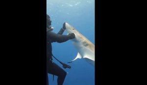 Un plongeur aide un requin en lui retirant un hameçon... joli
