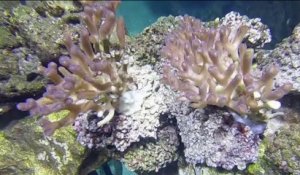 Saint-Malo - Un aquarium pour sauver les coraux
