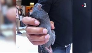 JT de France 2 : Julian Bugier donne des news du pigeon qui s'est incrusté dans son JT