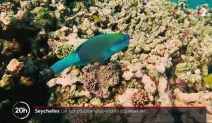 Seychelles : un patrimoine marin sanctuarisé
