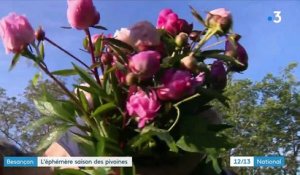 Besançon : l'éphémère saison de la pivoine a débuté