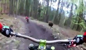 Des cyclistes pris en chasse par un ours en pleine forêt en Slovaquie