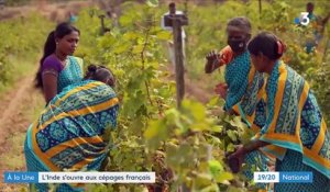 Inde : le nouveau pays du vin ?