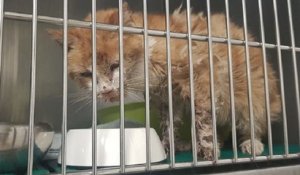 En Haute-Savoie, un chat perdu depuis 11 ans retrouve sa propriétaire qui vit à 560 kilomètres