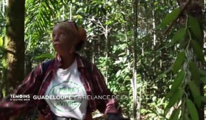 Guadeloupe - La relance de la vanille