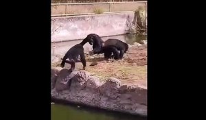 Des chimpanzés ont trouvé un nouveau jouet... pauvre tortue