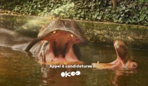 Okoo- Appel à candidature- Une saison au zoo